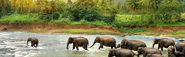 Periyar