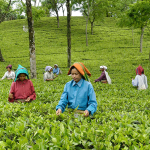 Fairs and Festivals of Ooty