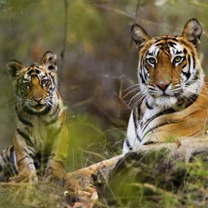 Inhabitants of Periyar