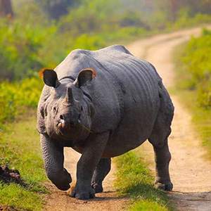 Kaziranga National Park, Kanchanjuri, Assam