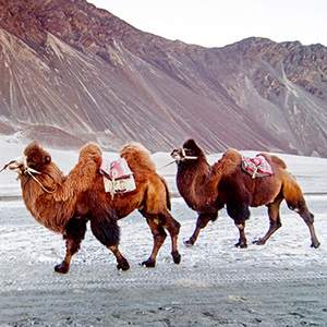 Ladakh