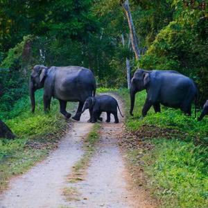 Periyar National Park, Thekkady, Kerala